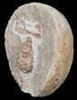 D, Oligocene Aged Fossil Pine Cone - Germany #50769-2